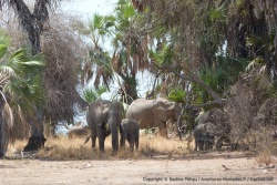 Petit troupeau d'éléphants, surpris en plein déjeuner