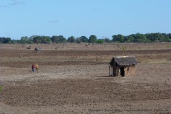 Dans chaque champ, des guitounes pour abriter les paysans et pour leur permettre de surveiller leurs cultures