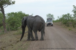 8ème partie - Afrique du Sud : Du Kruger à Johannesburg