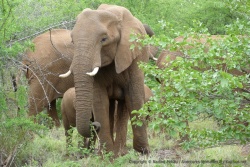 La maman éléphant a bien conscience qu'on ne représente pas une menace pour son petit