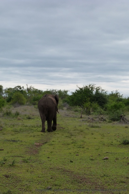 Un éléphant suit la piste tracée par ses congénères