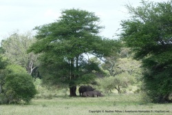 On est chanceux, encore des rhinocéros