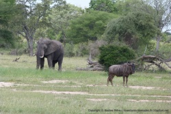 Eléphant plus gnou, c'est pas mal non plus