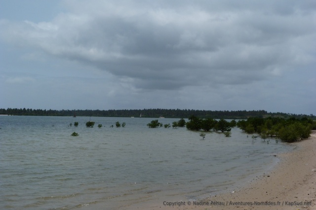 Par moment, la mangrove reprend ses droits comme ici à Inhambane