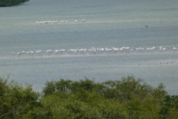 Un groupe de flamants roses à élu domicile dans la baie d'Inhambane