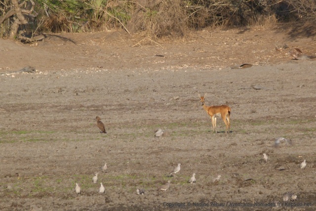 De nombreux oiseaux entourent les animaux