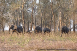 Alors que nous sommes loin, la troupe d'éléphants change de direction et vient vers nous