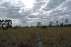 Paysages de savane au petit jour