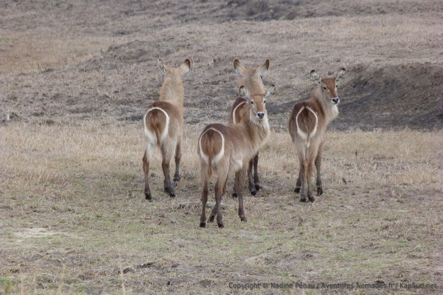Un petit groupe de waterbucks, toujours aussi photogénique