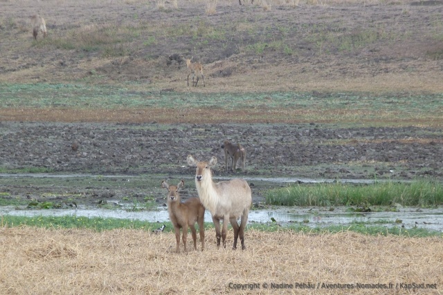 Certains waterbucks sont très clairs, presque blancs