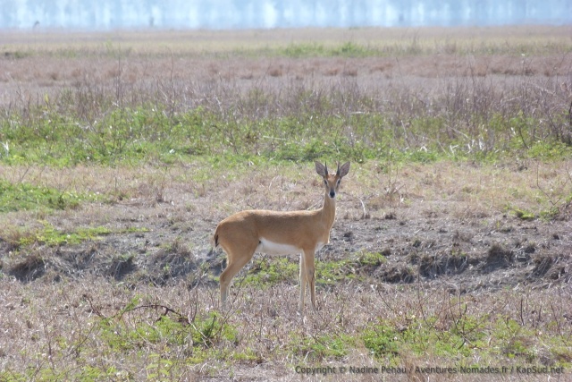 Une sorte d'antilope qu'on ne connait pas encore
