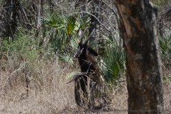 Antilope sable, ou Hippotrague noir, de face