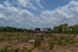 On voit des pousses qui reprennent au pied des arbres coupée, on ose espérer que la forêt repart