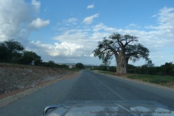 La présence des baobabs atteste du changement de climat de la région