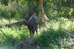 Un joli mâle nyala, première rencontre dans le parc Kruger