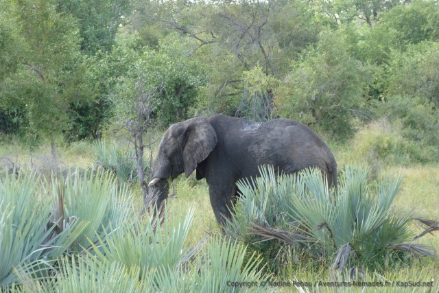 Un bel éléphant prend la pose dans la végétation