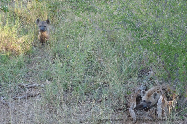 afrique-sud_2013_0501-170203,
