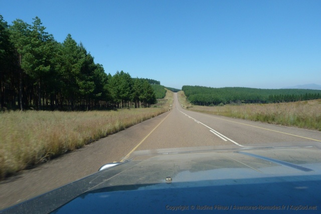 Des paysages inattendus de plantations de sapins