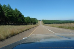 Des paysages inattendus de plantations de sapins