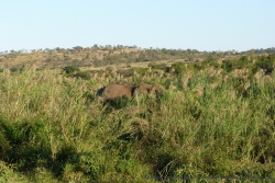 En revenant sur la rivière, on aperçoit enfin un superbe éléphant à la tombée du jour