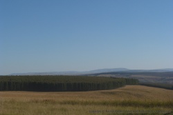 Les plantations de forêt sont omniprésentes