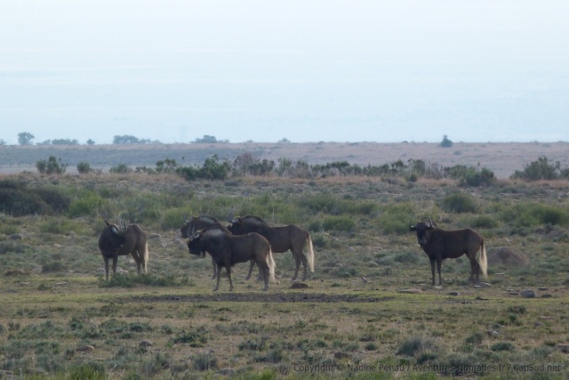 Gnous noirs ou gnous à queue blanche qu'on trouve en Afrique du Sud