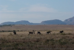 De petits troupeaux de zèbres de montagnes évoluent dans les plaines de savane 