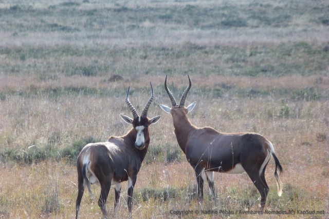 Des bonteboks, sous toutes les coutures