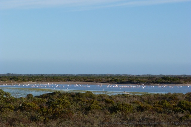 Une jolie colonie de flamants roses a élu domicile dans les lacs et marais de la région