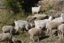 Les chèvres Mohair sont une des principales richesses du pays en tout cas au niveau des troupeaux
