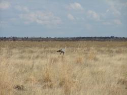 afs_2008_1113(032)