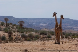2ème partie - Afrique du Sud : du West Coast NP au Kgalagadi Transfrontier Park