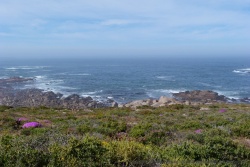 Quelques rares tâches de couleur éclatante laissent présager des beautés du Namaqualand lors de l'éclosion des fleurs