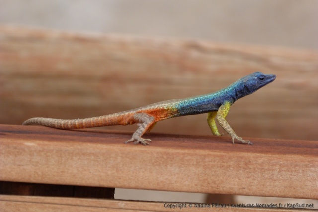 On dirait vraiment que ce lézard a été peint à la main