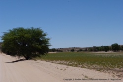 Tout le long de la rivière, les arbres réussissent à pousser