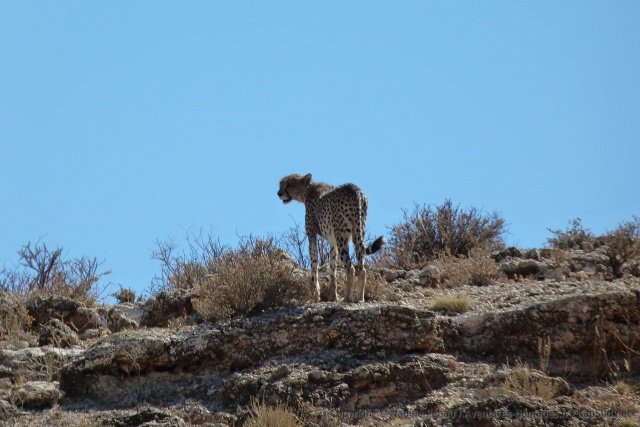 Le guépard a décidé de prendre le large