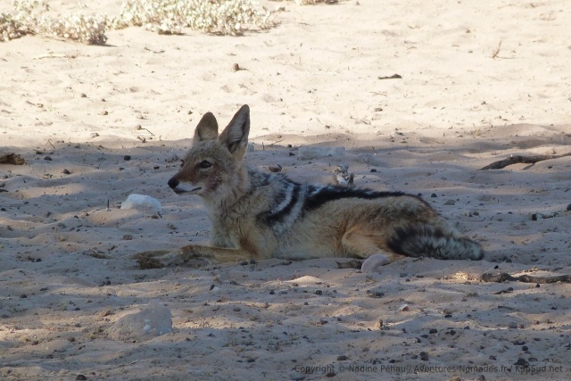 Souvent les animaux se vautrent sur le sable resté à l'ombre qui est plus frais