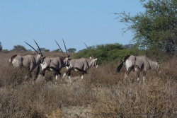 Troupeau d'oryx en quête de nourriture
