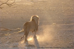 La journée commence sous les meilleurs auspices avec ce superbe lion
