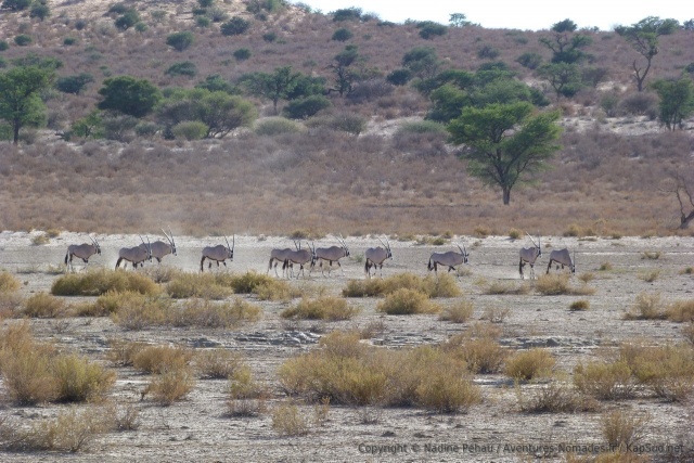 Les oryx, en file indienne, viennent s'abreuver eux aussi