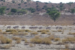 Les oryx, en file indienne, viennent s'abreuver eux aussi