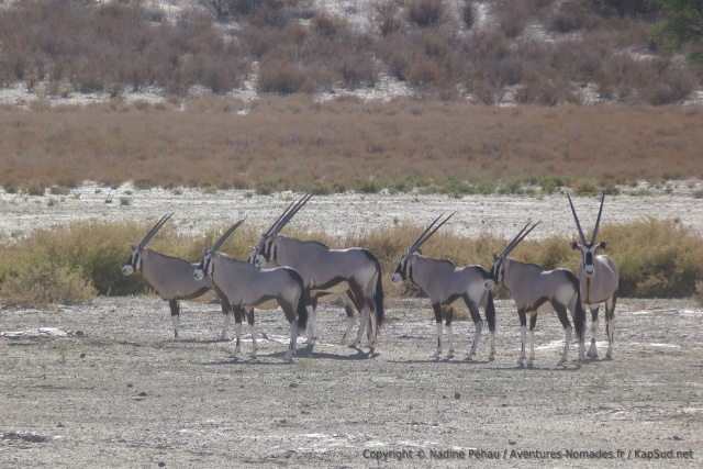 Y a pas à dire, les oryx ont un sens aigu du graphisme