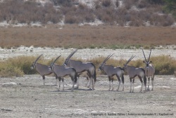 Y a pas à dire, les oryx ont un sens aigu du graphisme