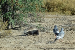 Les oiseaux attendent que le ratel gratte la terre pour récupérer les bestioles dérangées par ce manège