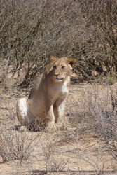 Lionne en pleine interrogation