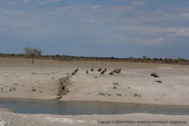 Un attroupement de vautours pour nous accueillir à l'entrée de la réserve du Central Kalahari