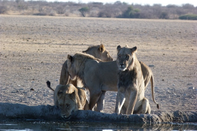 A part quelques marques d'affection, ces lions ne sont pas très démonstratifs