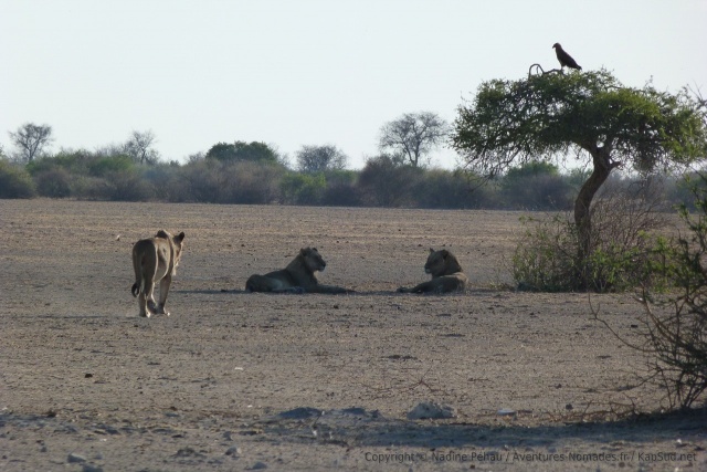Nos lions se sont installés un peu plus loin, à l'ombre d'un arbuste