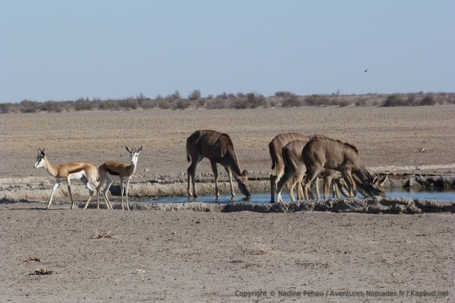 Cette fois-ci, springboks + koudous