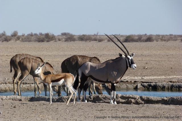 Et aussi koudous + oryx + springboks